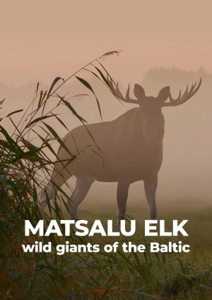 Matsalu elk: wild giants of the Baltic