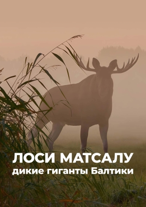 Лоси Матсалу: дикие гиганты Балтики