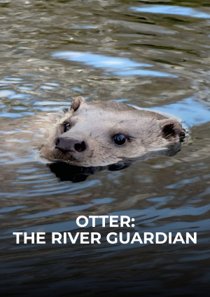 Otter: The River Guardian