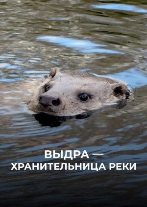 Выдра — хранительница реки