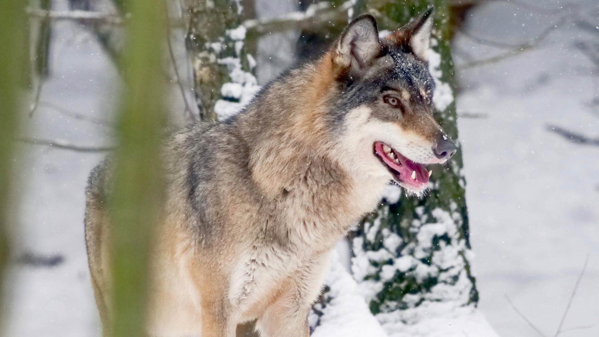 Польський Дикий Схід