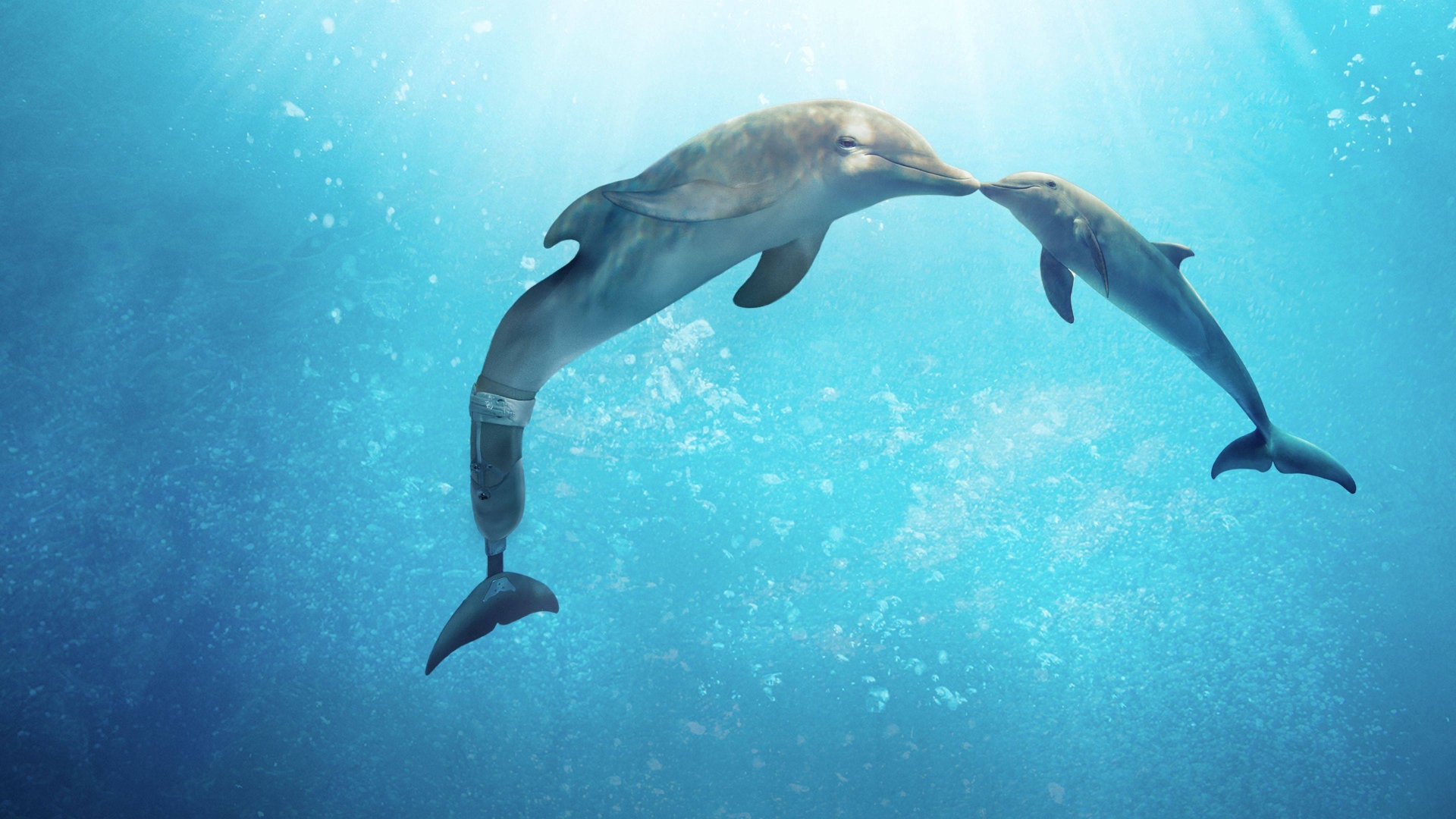 Iсторiя дельфiна 2 (Dolphin Tale 2)